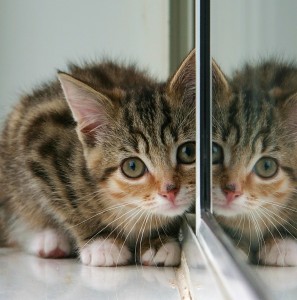 Mirrored kitten